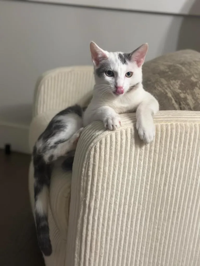 Enzo And Lara thumbnail 2