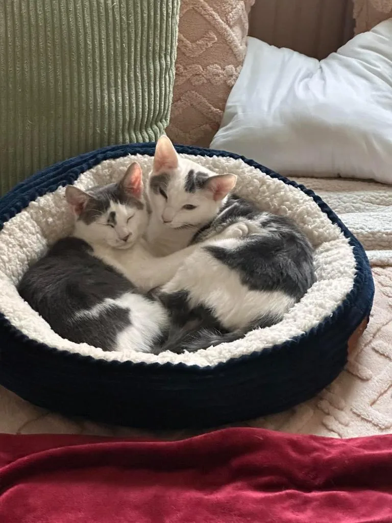 Enzo And Lara thumbnail 3