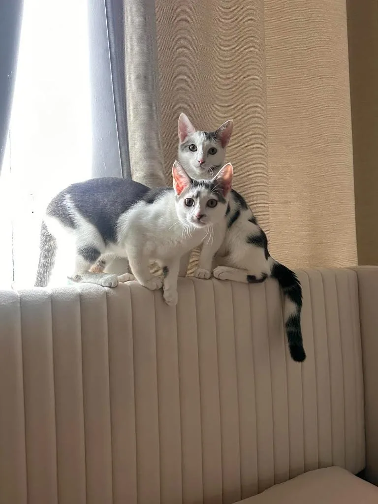 Enzo And Lara thumbnail 4