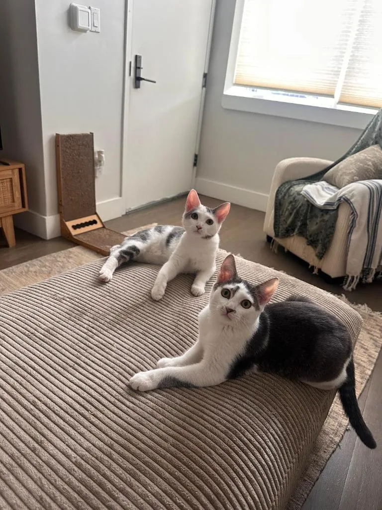 Enzo And Lara thumbnail 5