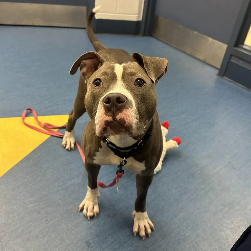 An adult medium-sized female Gray / Blue / Silver Mixed Breed dog named Phoenix for adoption in Pittsburgh, PA