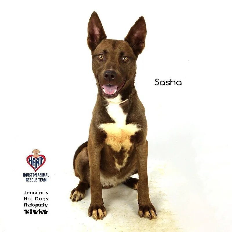 Sasha thumbnail 2