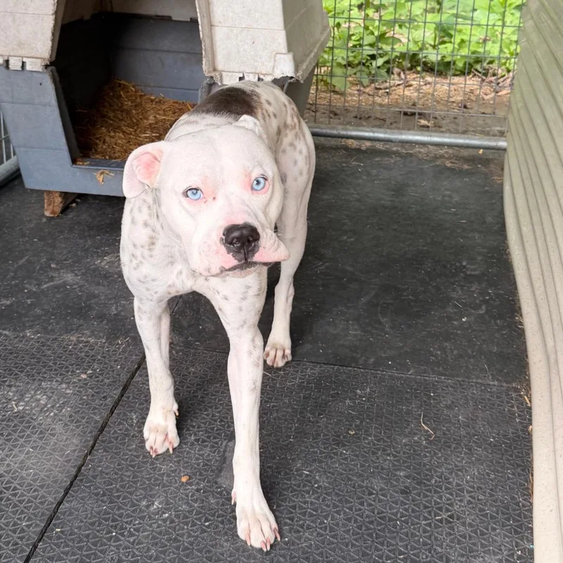 A young large-sized male White / Cream Pit Bull Terrier dog named Blue for adoption in Evensville, TN