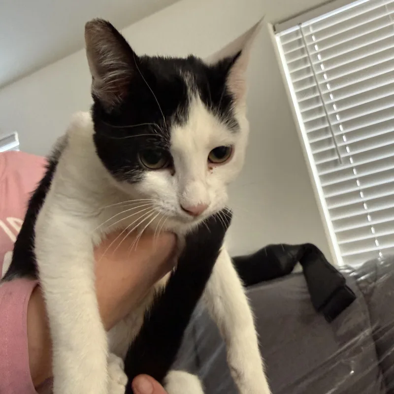 A baby medium-sized female Tuxedo cat named Two Time for adoption in Las Vegas, NV