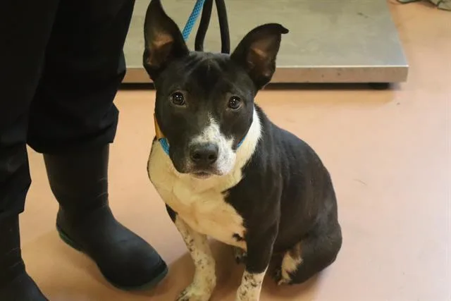 An adult medium-sized male Mixed Breed dog named Rodger for adoption in Columbia, SC