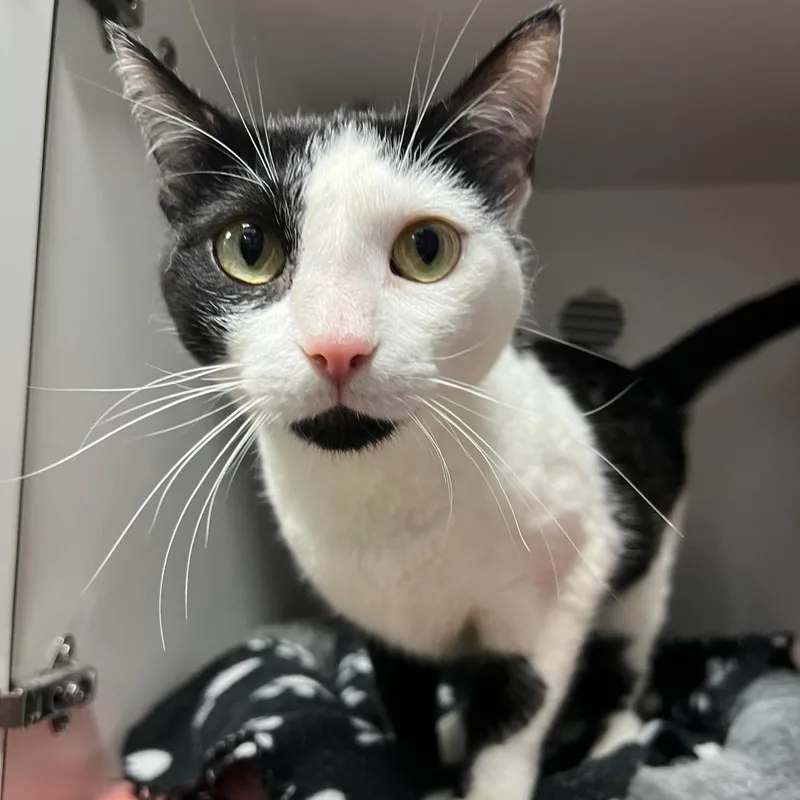 An adult medium-sized female White Domestic Short Hair cat named Louise for adoption in Waynesville, NC
