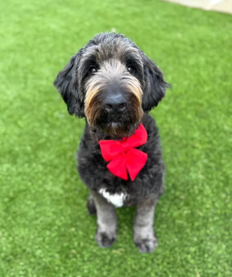 A young large-sized male Brown / Chocolate Labradoodle dog named Oliver for adoption in Southport, CT