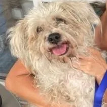 A senior small-sized female White / Cream Shih Tzu dog named Betsy for adoption in Boca Raton, FL