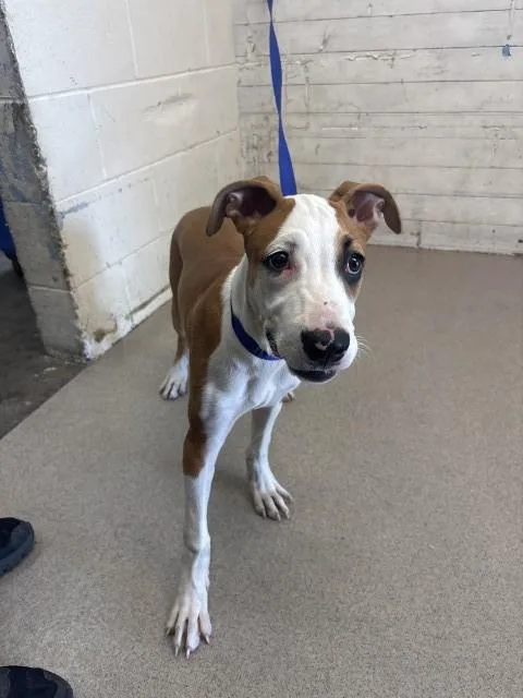 A baby small-sized female Pit Bull Terrier dog named Cookie Butter for adoption in San Bernardino, CA