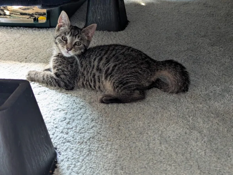 A baby small-sized male Tabby (Brown / Chocolate) Domestic Short Hair cat named Lyric for adoption in Hudsonville, MI