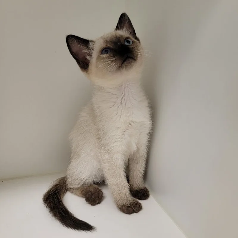 Luna thumbnail 2