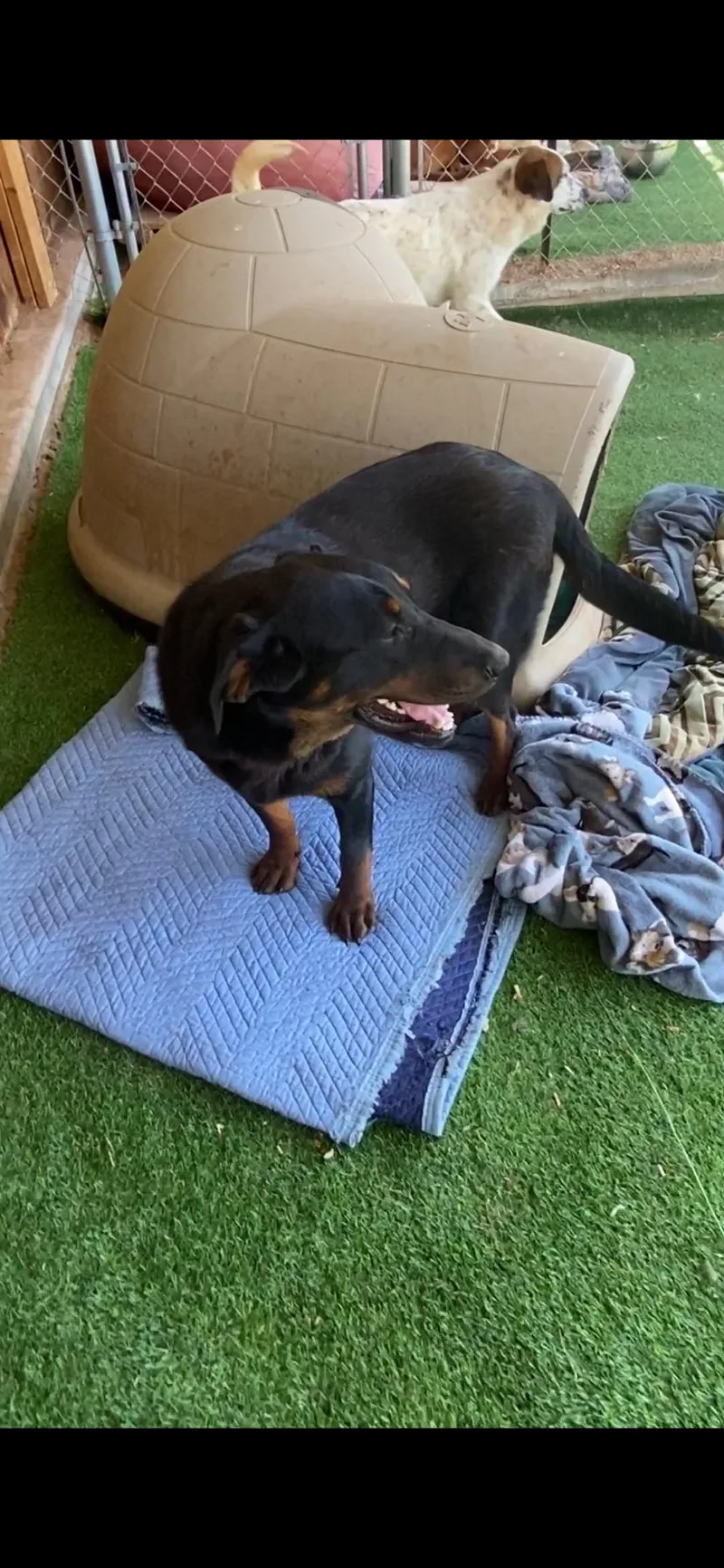 Black Forest thumbnail 2