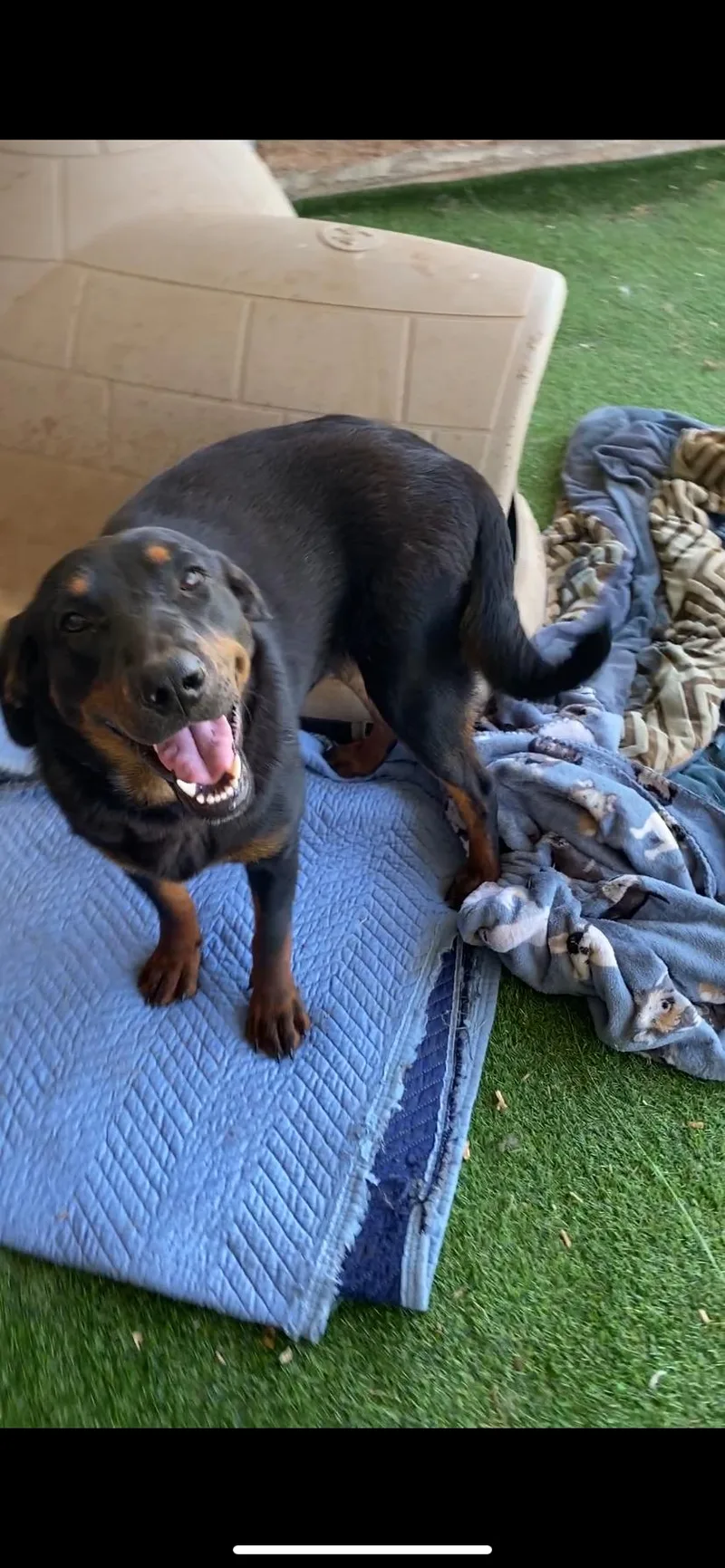 Black Forest thumbnail 3