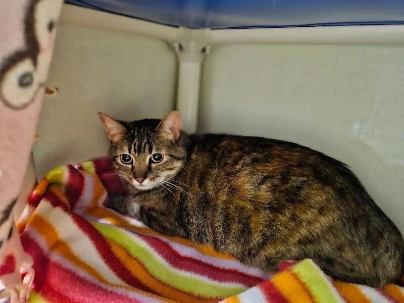 An adult medium-sized female Brown / Chocolate Domestic Short Hair cat named Smokey for adoption in Fort Collins, CO