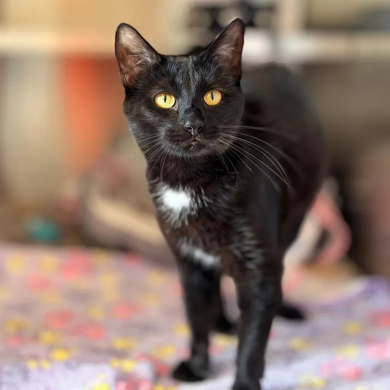 A young medium-sized female Black Domestic Short Hair cat named Juliette for adoption in Nashville, IN