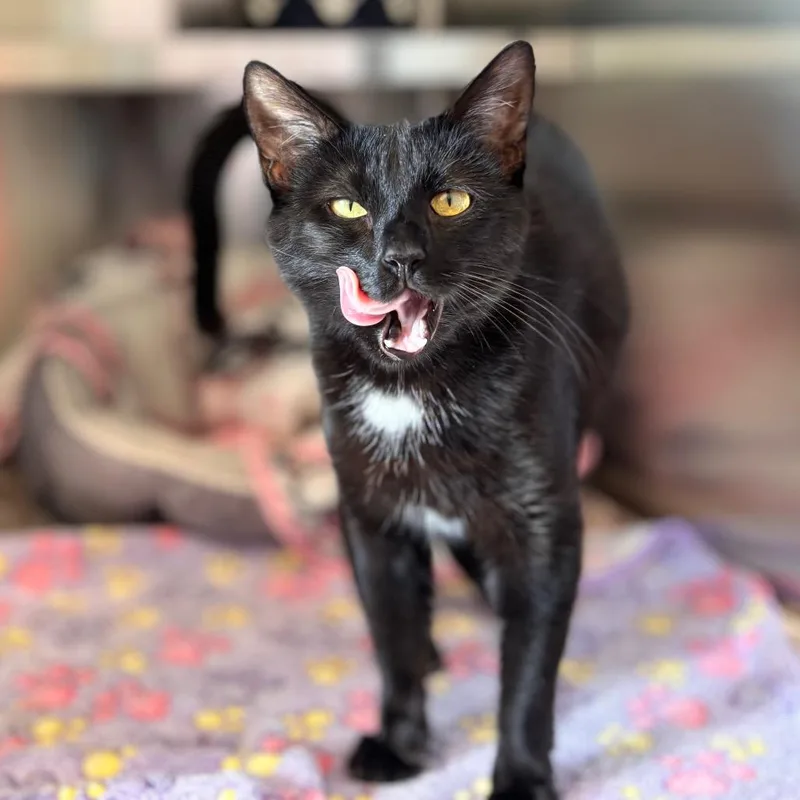 Juliette thumbnail 2