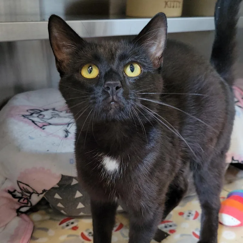 Juliette thumbnail 3