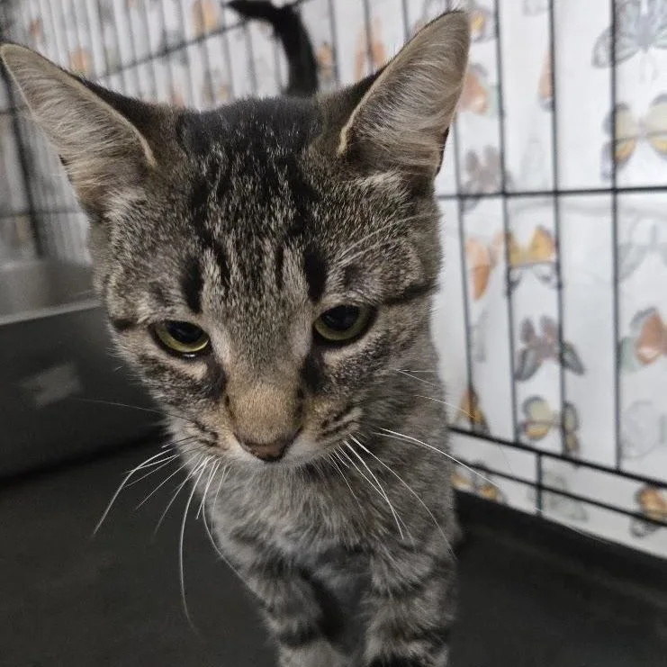 Gidget thumbnail 2