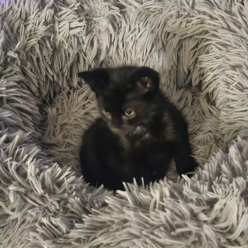 A baby medium-sized male Domestic Short Hair cat named Lavender for adoption in Manhattan, KS