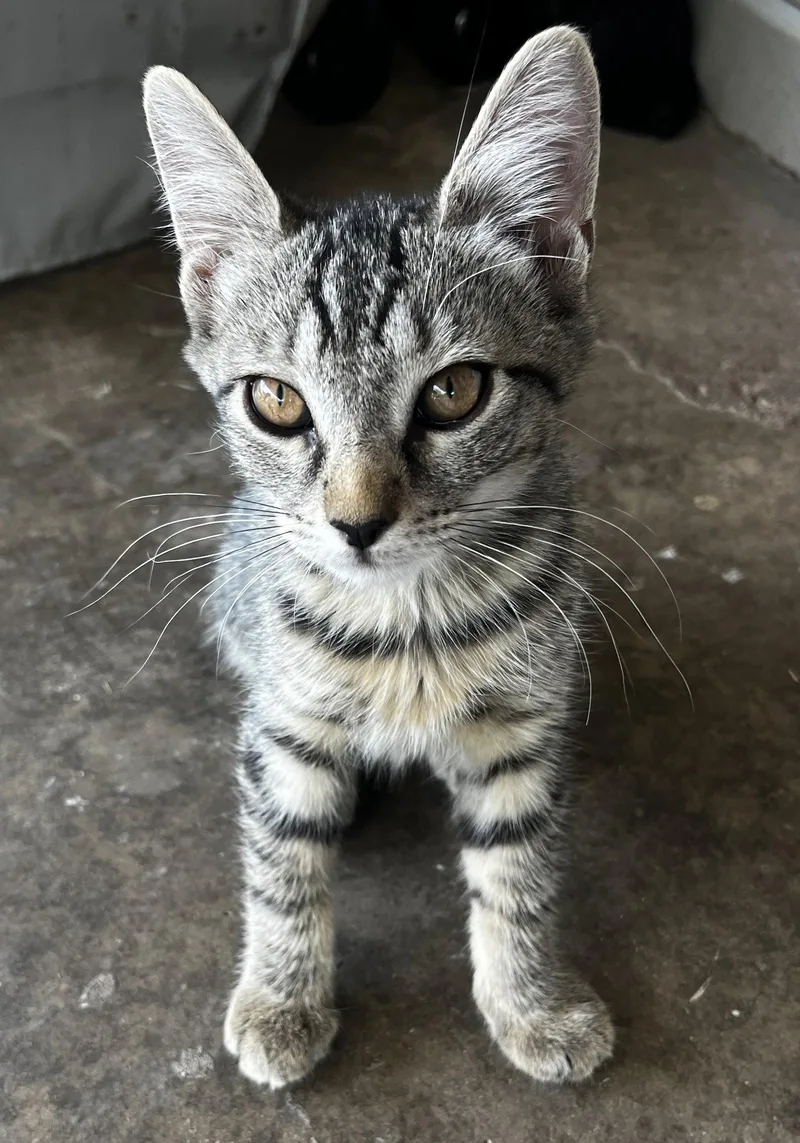A baby medium-sized male Domestic Short Hair cat named Hans for adoption in Phoenix, AZ