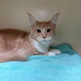 An adult large-sized male Orange / Red Maine Coon cat named Milo for adoption in Houston, TX