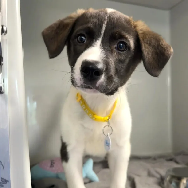 A baby medium-sized male Brown / Chocolate Australian Shepherd dog named Austin for adoption in Saint Charles, MO