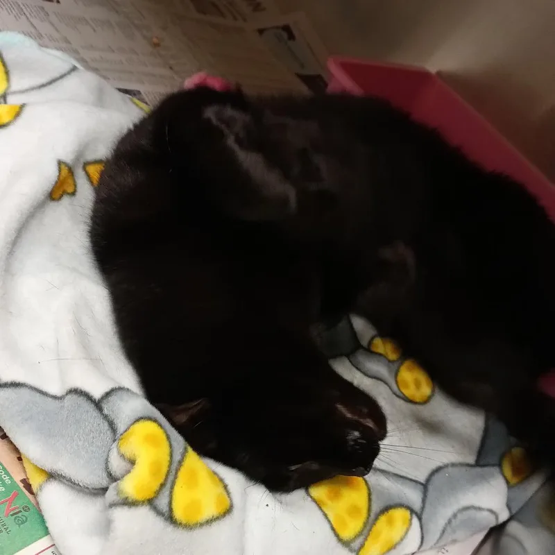 A senior medium-sized female Black Domestic Short Hair cat named Glenda for adoption in Galveston, TX