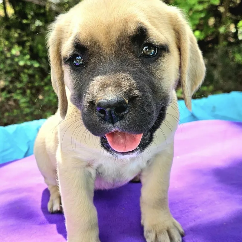 A baby medium-sized female Yellow / Tan / Blond / Fawn Mixed Breed dog named Jujube for adoption in Pelham, NH