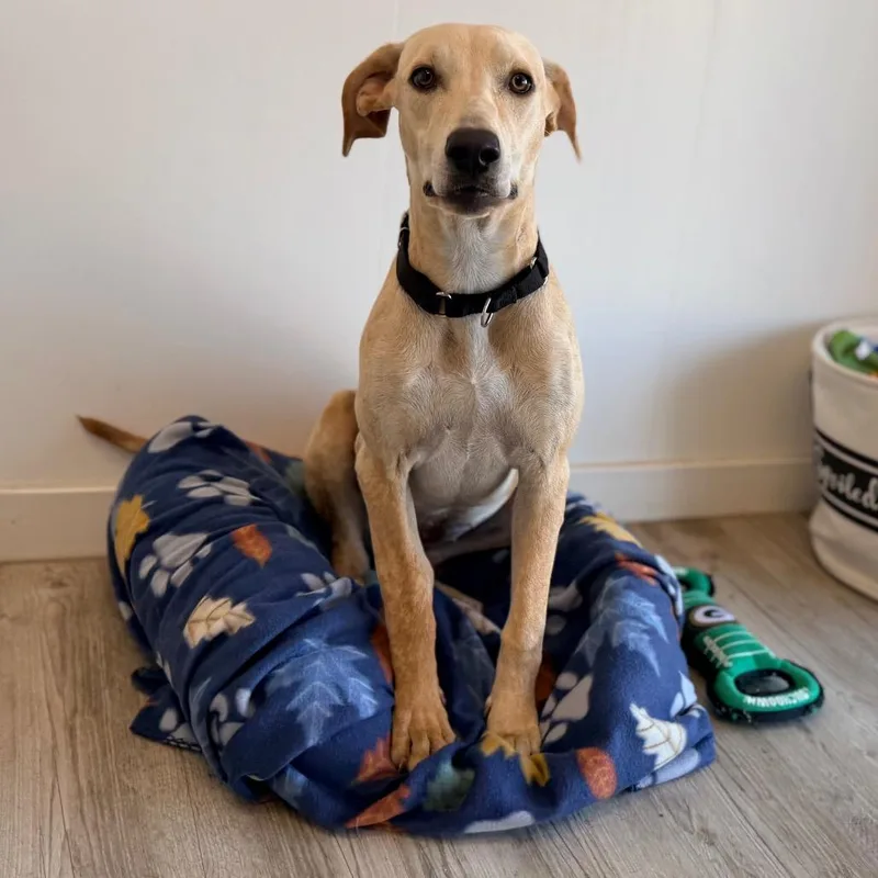 A young medium-sized female Labrador Retriever dog named Carly for adoption in Green Bay, WI