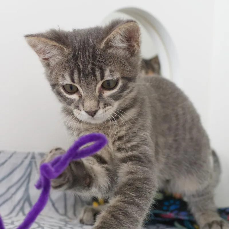 A baby medium-sized male Domestic Short Hair cat named Stewie for adoption in Shoreline, WA
