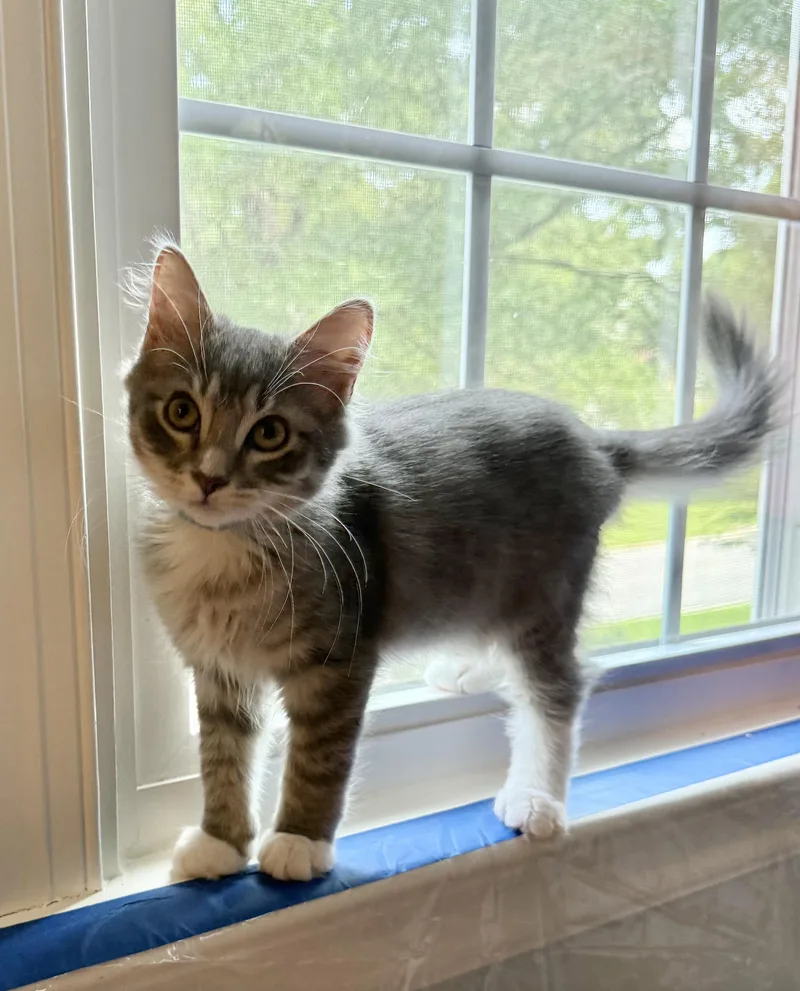 A baby small-sized male Domestic Long Hair cat named Excavator for adoption in Richmond, VA