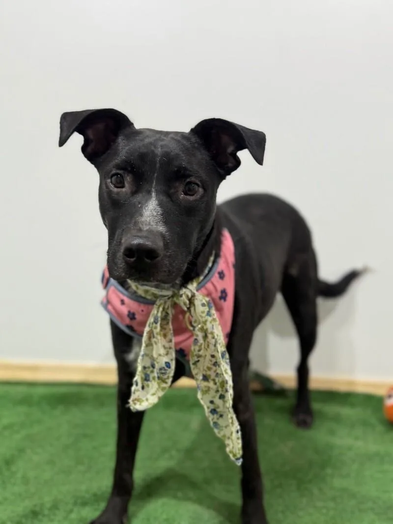 A young medium-sized female Black Black Labrador Retriever dog named Bitsy for adoption in Carlsbad, CA