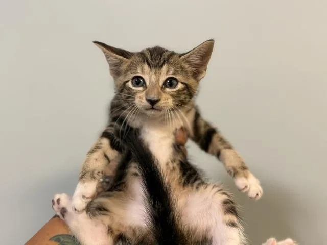 A baby small-sized male Domestic Short Hair cat named Joey for adoption in Miami, FL