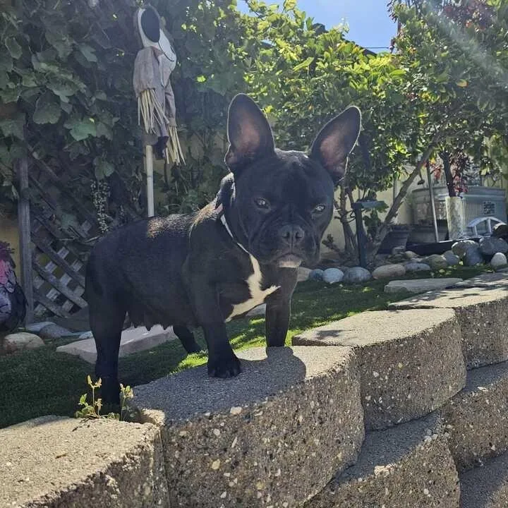An adult medium-sized female French Bulldog dog named Francesca for adoption in Turlock, CA