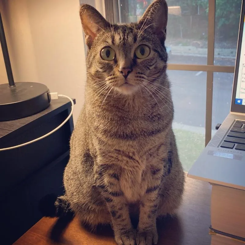 An adult medium-sized female Tabby (Buff / Tan / Fawn) Tabby cat named Lu Sweetheart Looking For for adoption in Macomb, MI