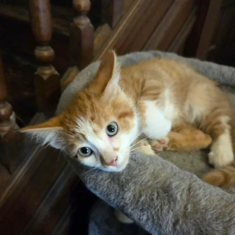 A baby small-sized male Tabby (Orange / Red) Tabby cat named Fred for adoption in Greensburg, PA