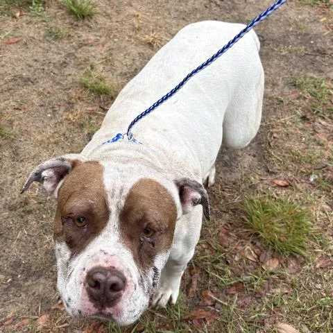 An adult medium-sized female American Bulldog dog named Lilly Bell for adoption in Pensacola, FL