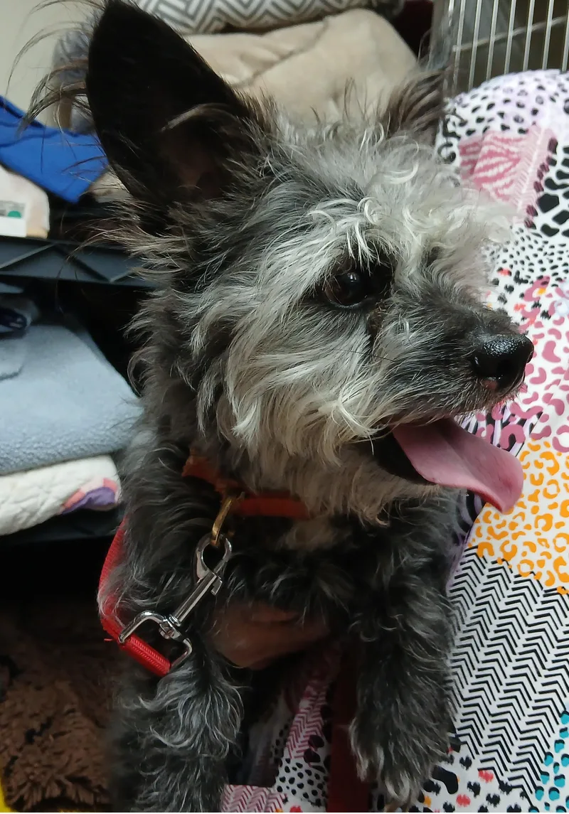 An adult small-sized male Black Mixed Breed dog named Toto for adoption in Miller Beach, IN