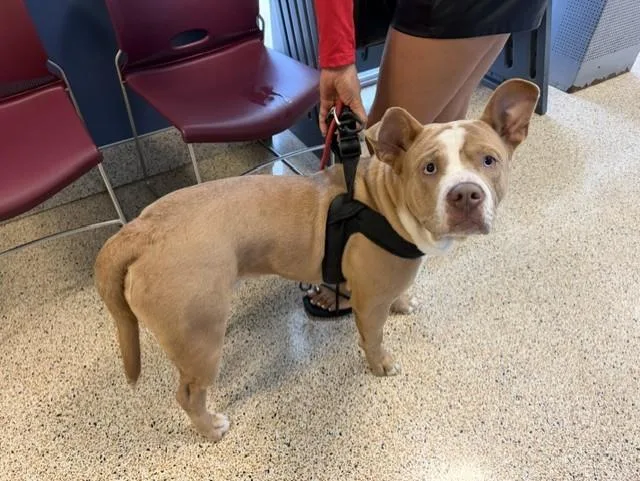 A young large-sized male American Bulldog dog named Steel for adoption in Miami, FL