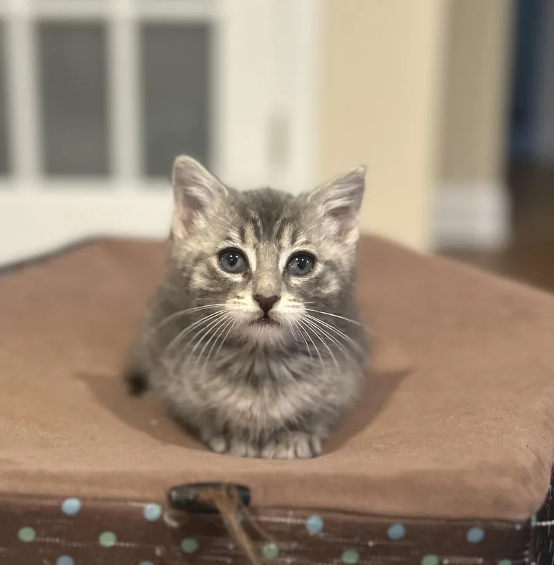 A baby medium-sized male Tabby (Gray / Blue / Silver) Domestic Short Hair cat named Pepper for adoption in Westfield, NJ