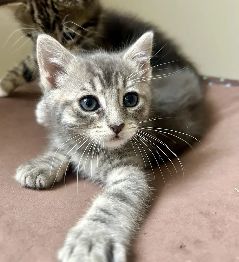 Pepper thumbnail 2