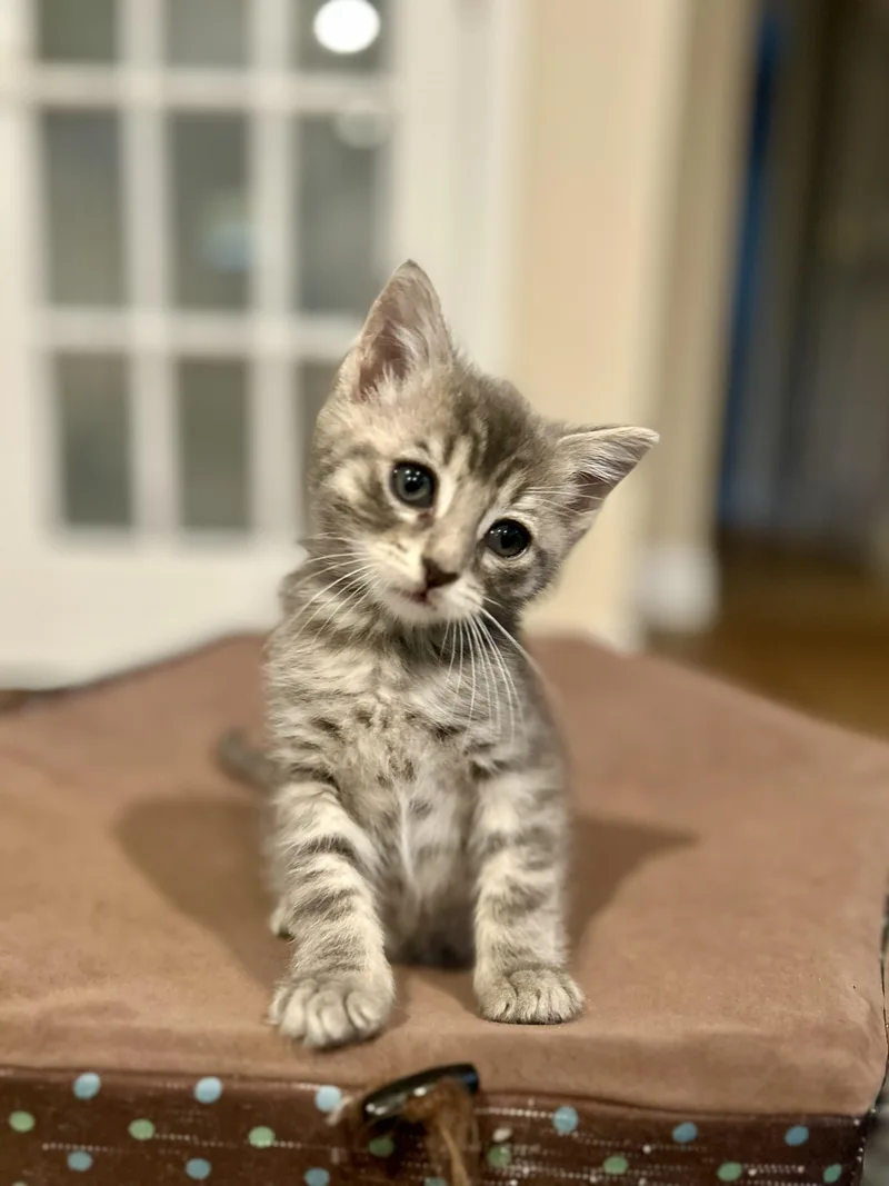 Pepper thumbnail 3