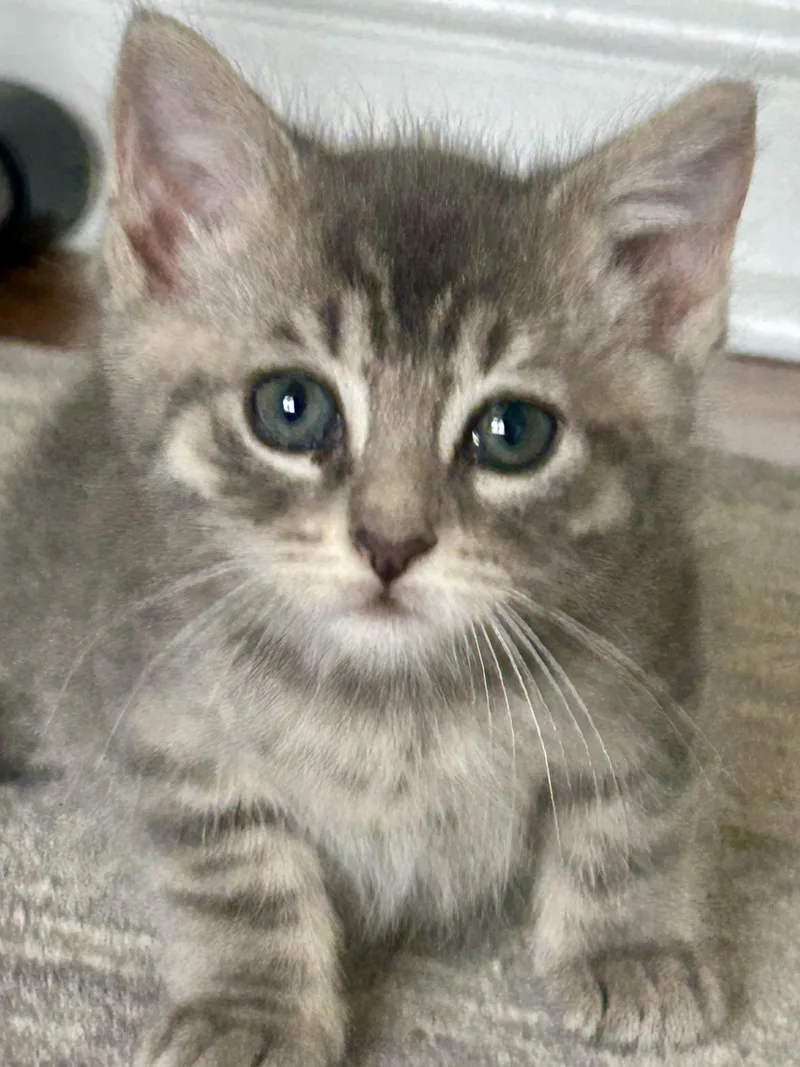 Pepper thumbnail 4