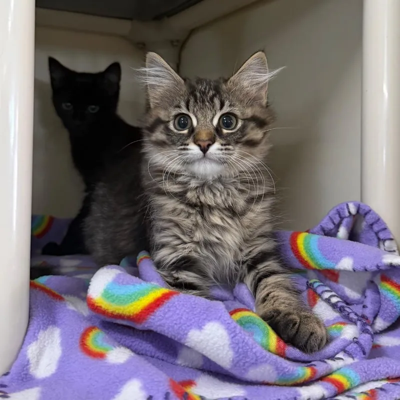 A baby small-sized female Brown / Chocolate Domestic Medium Hair cat named Fish Stick for adoption in Spanish Fork, UT