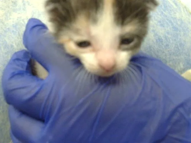 A baby medium-sized female Domestic Short Hair cat named Ahoska for adoption in Dallas, TX