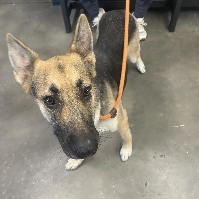 An adult medium-sized female Yellow / Tan / Blond / Fawn German Shepherd Dog dog named Freya for adoption in Tampa, FL