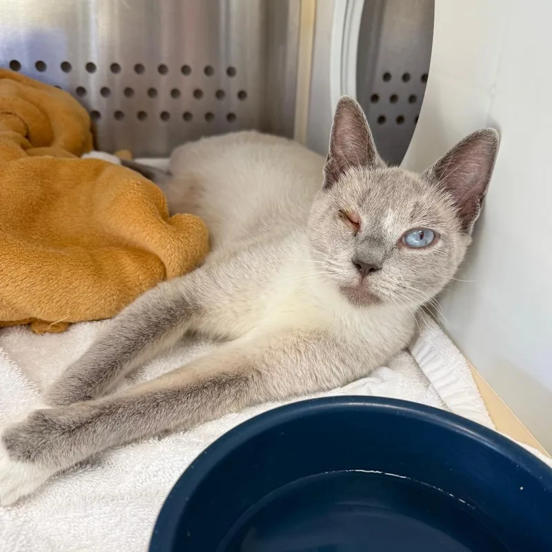 A young medium-sized female Siamese cat named BarbieQ for adoption in Lynchburg, VA