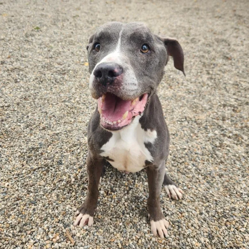 A senior medium-sized male Gray / Blue / Silver Pit Bull Terrier dog named Shadow for adoption in Benld, IL