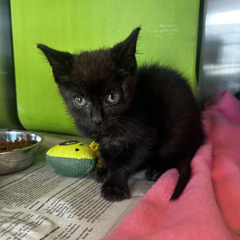 A baby small-sized female Domestic Short Hair cat named Ellie for adoption in Waukesha, WI