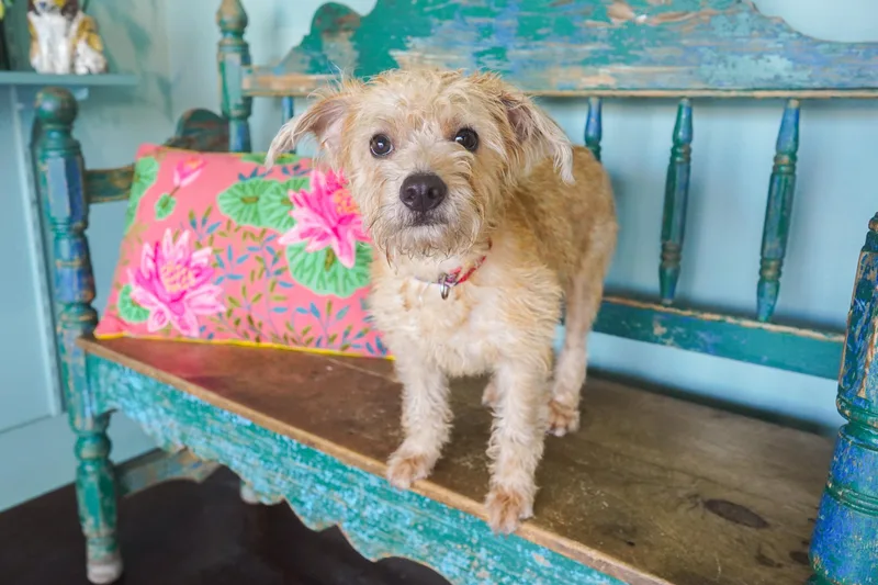 A young small-sized male Yellow / Tan / Blond / Fawn Miniature Poodle dog named Moonshine for adoption in San Antonio, TX